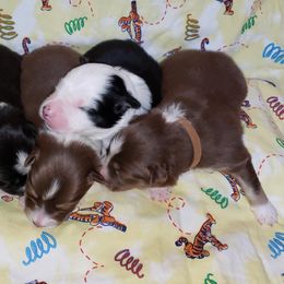 Australian Shepherd Puppies from Purple Tyger Creations
