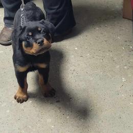 Rottweiler Puppies from Familienwachter Rottweilers