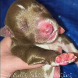 Reina - Red and white female Siberian Husky puppy in Richland, Mississippi from Feazell’s Siberian Huskies