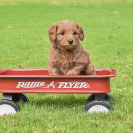 Goldendoodle Puppies from OodlesODoodles