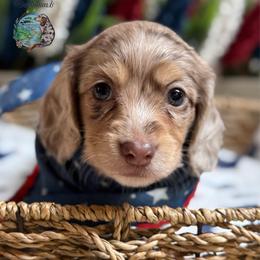 Pimento (Dapple Pie) - Dapple male Dachshund puppy in Fayetteville, West Virginia from Loop Creek Dachshunds