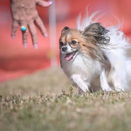 Papillon puppies from Inspire Papillon
