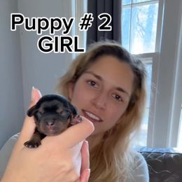 Girl 2 - Black and tan female Cavalier King Charles Spaniel puppy in South Carolina from Columbia Cavaliers