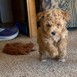 Penny - Apricot female Goldendoodle puppy in Haddam, Kansas from Golden B Acres