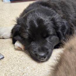 Australian Shepherd and Miniature Australian Shepherd Puppies from Cara Harker