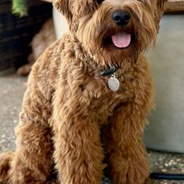 Tedd E - Australian Labradoodle