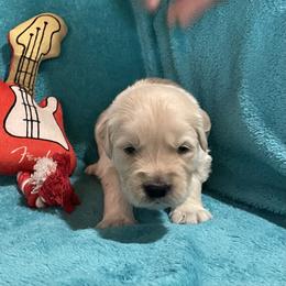 Prince - Light golden male Golden Retriever puppy in Ennis, Texas from Amberidge Golden Retrievers