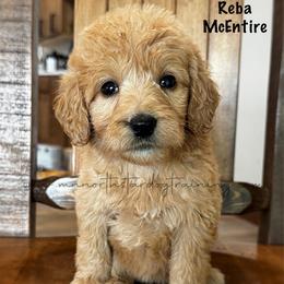Reba McEntire - Cream female Goldendoodle puppy in Lancaster, Minnesota from North Star Dog Training