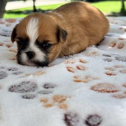 Shih Tzu Puppies from Our ShihTzu Family