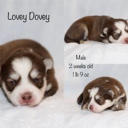 Lovey Dovey - Chocolate male Pomsky puppy in Denham Springs, Louisiana from Bayouland Pomskies