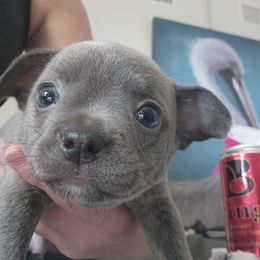 Companion Cross and French Bulldog Puppies from Legends Frenchton's, French Bulldogs & French Bullhuahua's