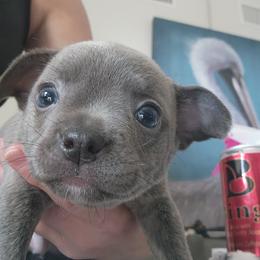 Companion Cross and French Bulldog Puppies from Legends Frenchton's, French Bulldogs & French Bullhuahua's