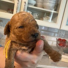 Bennett - Apricot male Goldendoodle puppy in Fairmont, West Virginia from Robin Nelson