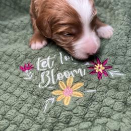 Bernedoodles and Goldendoodles from CocoLove Doodles