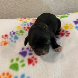 Jack - Black and white male Cockapoo puppy in Brookings, South Dakota from Hofer Pups