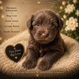 Mónica - Liver female Miniature Schnauzer puppy in Miami, Florida from Chiquiticos Shnauzers