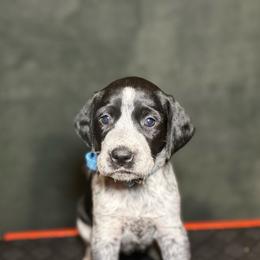 Myrtle - Black roan female German Shorthaired Pointer puppy in Penn Valley, California from Finnan's Ranch German Shorthaired Pointers