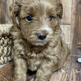 Aussiedoodle, Cavapoo, Cockapoo, and Pembroke Welsh Corgi Puppies from Cobbs Creek Canines