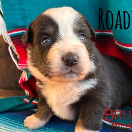 BRUSHY CREEKS ROADIE - Black tri-color male Australian Shepherd puppy in Red Oak, Texas from Brushy Creek Aussies & Mini Aussies