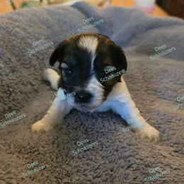 Poppy - Parti female Miniature Schnauzer puppy in Crestview, Florida from Dees Schnauzers