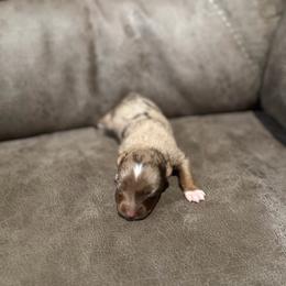 Brandy - Fall Sale - Red merle male Miniature Australian Shepherd puppy in Oronogo, Missouri from Dutton's Show Me Farms