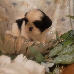 Boy 3 - Black and white male Shih Tzu puppy in Ontario, Oregon from Keeper of the Stars