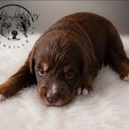 Godiva - Red tri-color female Australian Shepherd puppy in Fultonville, New York from Sandy Aussies & Pomeranians