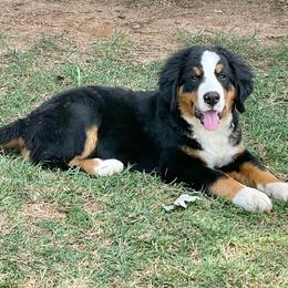 Anya - Bernedoodle