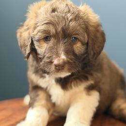 Beau - Brown and white male Aussiedoodle puppy in Jackson, Tennessee from Dinah Doodles and Aussies
