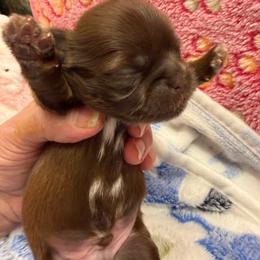 Dennie - Chocolate and tan male Shih Tzu puppy in Brevard, North Carolina from House of Little Lions