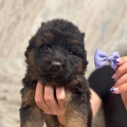 Indiga - Black and red female German Shepherd puppy in Canton, Texas from WILDWOOD GERMAN SHEPHERDS