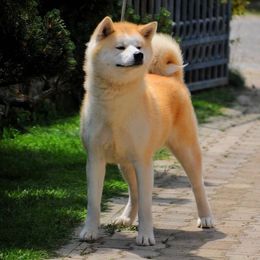 Yumiko - Red female Japanese Akitainu puppy in Hubert, North Carolina from Miyo Ken