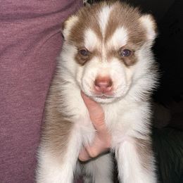 Siberian Husky Puppies from Feazell’s Siberian Huskies