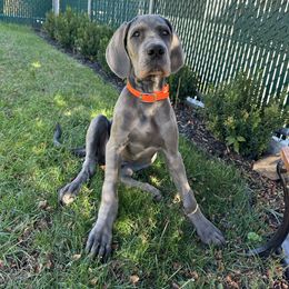 Lily - Blue female Great Dane puppy in Plano, Texas from Blue Thunder Danes