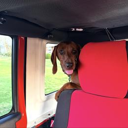 Redbone Coonhound All Grown Up from Redbone Ranch
