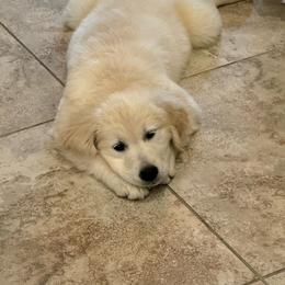 Delta - Light golden female Golden Retriever puppy in Chandler, Arizona from Az K9 Companions