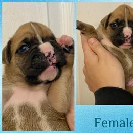 Teal - 7th born - Fawn female Boxer puppy in Brownsville, Oregon from Vincent's Pride Boxers ~ Dudley's Dream Boxers