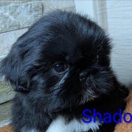 Shadow - male Shih Tzu puppy in Clyde, North Carolina from Shawgo Pups
