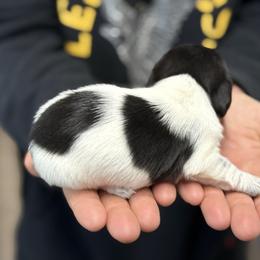 Wire hair Black Pie Girl - Piebald female Dachshund puppy in Nashville, Arkansas from Whisenhunt Farms