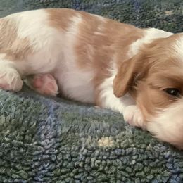Cavalier King Charles Spaniels from RoanCliff Cavaliers