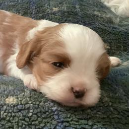 Cavalier King Charles Spaniels from RoanCliff Cavaliers