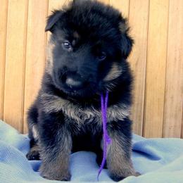 German Shepherds from Terri's German Shepherds