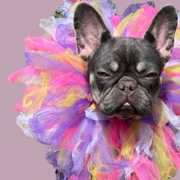 French Bulldogs from The Lazy Bulldog
