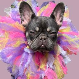 French Bulldogs from The Lazy Bulldog