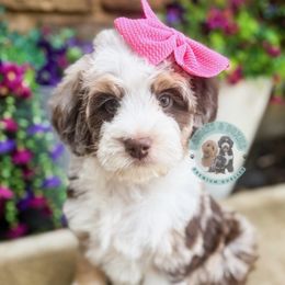 Ellie - Merle female Bernedoodle puppy in Marion, Ohio from Doodles & Doxies
