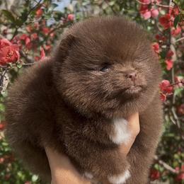 Pomeranian Puppies from Cascade Pomeranians