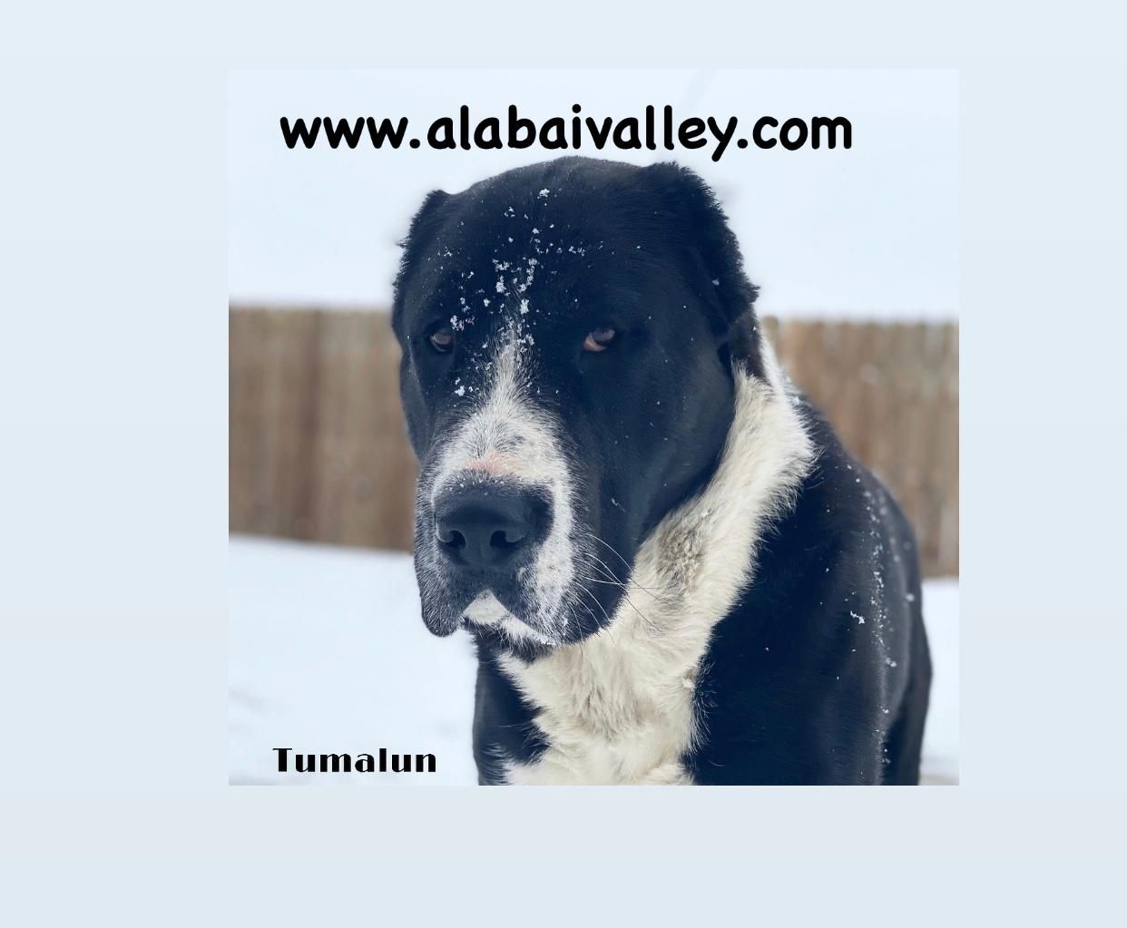 Alabaivalley in Oregon | Central Asian Shepherd Dog puppies | Good Dog