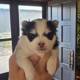 Elaina - Black and white female Pomsky puppy in Elgin, Oregon from Kenna'z Kuddly Pomskiez