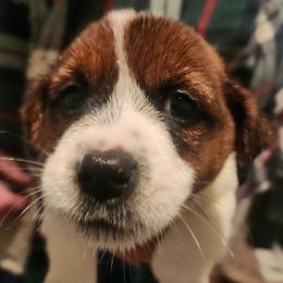 Lightening - White and tan male Russell Terrier puppy in Portland, Washington from Mountain Ash Farms