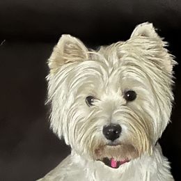 Elsa - West Highland White Terrier
